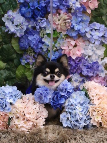 20250603ボスくん